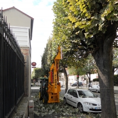 Pruning and cutting Kirogn in city